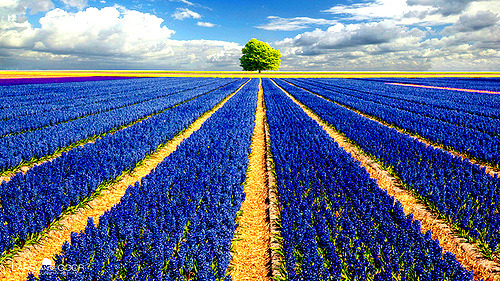 Hyacinth Field, The Netherlands