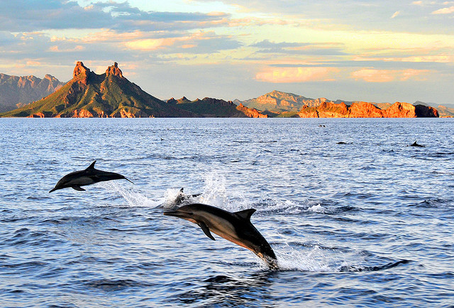 Dolphins at Tetakawi in Sonora, Mexico