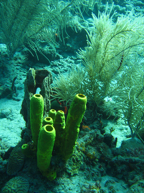 Tube sponge in carribean waters, Soufriere Bay, Dominica