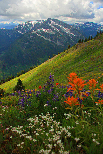 A beautiful flower filled meadow near North Bend, British Columbia, Canada