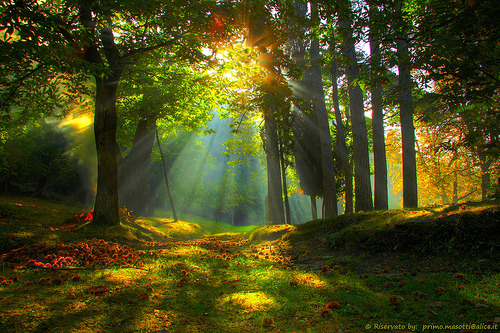 Sunray Forest, Emilia Romagna, Italy