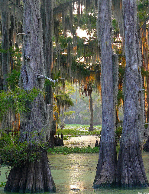 The largest cypress forest in the world at Caddo Lake, Texas/Louisiana, USA