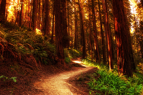 Golden Forest, The Redwoods, California