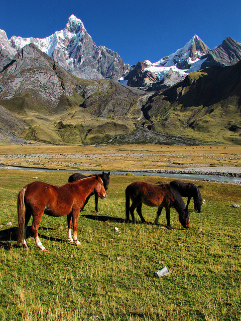 Horses in front of Jirishanca, Cordillera Huayhuash, Peru