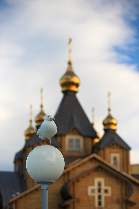 Seagull in front of a wooden church, Chukotka Peninsula, Russia