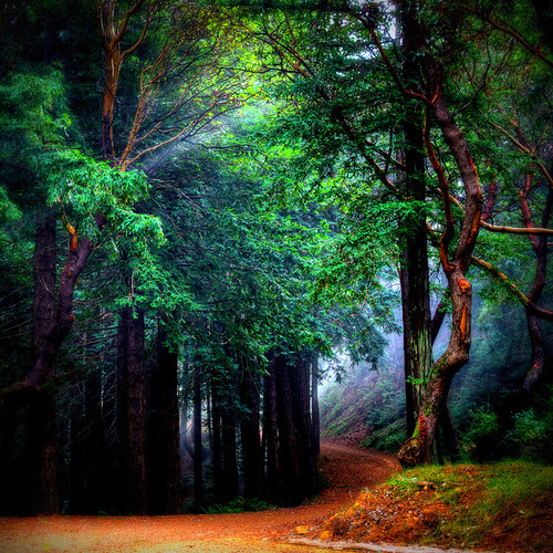 Mystical Forest, Mill Valley, California