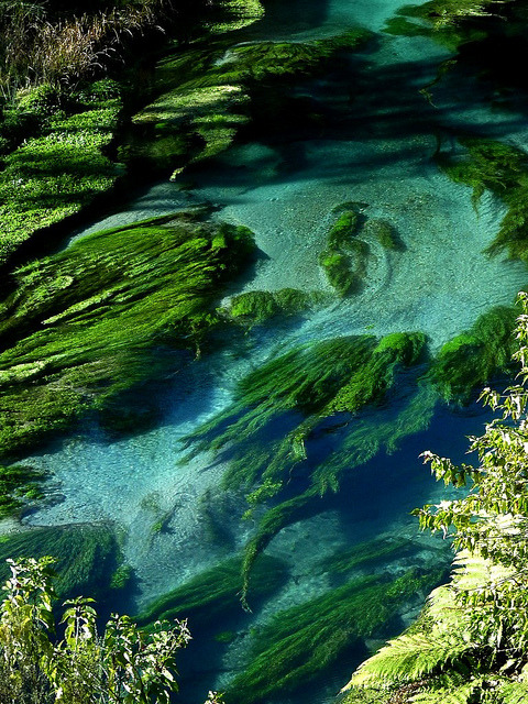 Clear waters of Te Waihou River in North Island, New Zealand