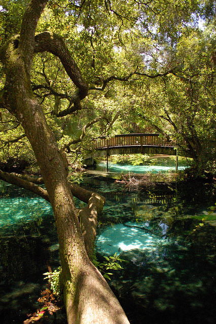 Fern Hammock Springs in Florida, USA