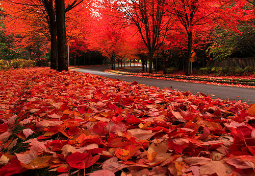 Autumn Leaves, The Cascades, Oregon