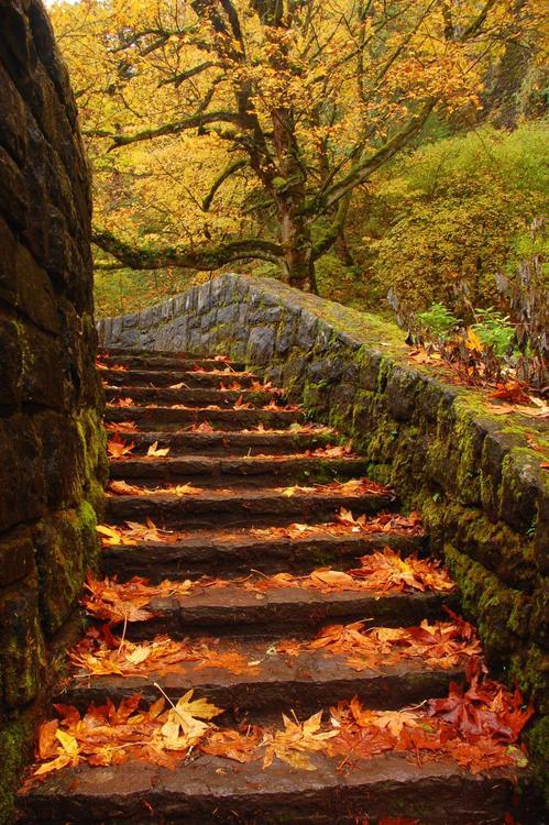 Autumn Path, Columbia River Gorge, Oregon