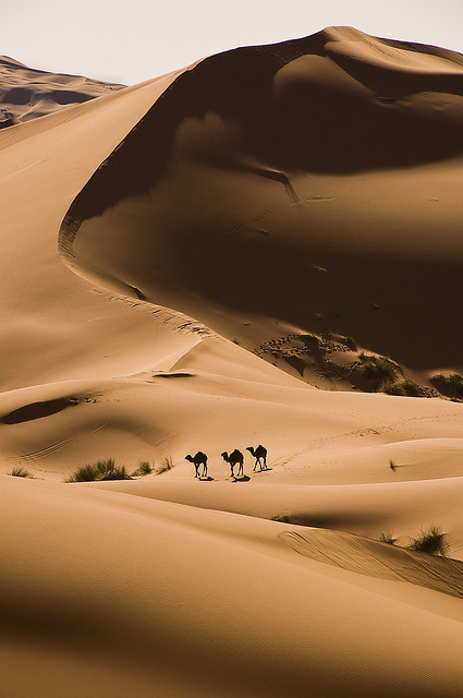 Camels in the Sahara desert near Merzouga, Morocco