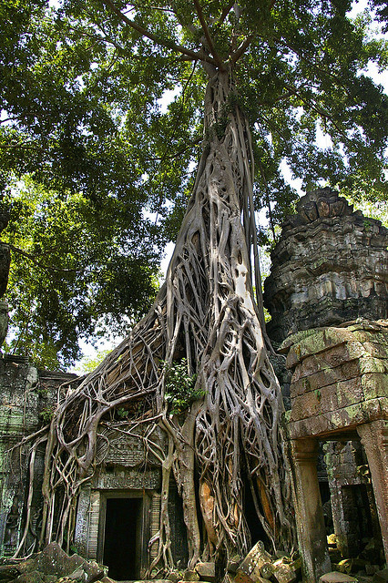 The magnificent and mysterious temple complex of Ta Prohm, where nature definitely has the upper hand over culture, Cambodia