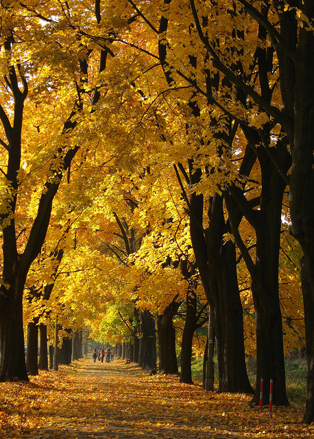 Golden autumn alley in Zwierzyniec, Poland