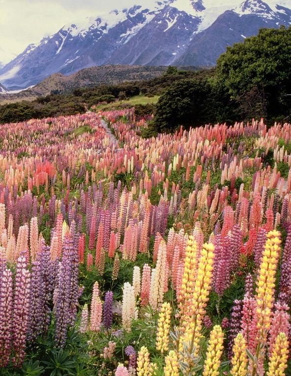 Wild lupines in Mount Cook National Park, New Zealand 