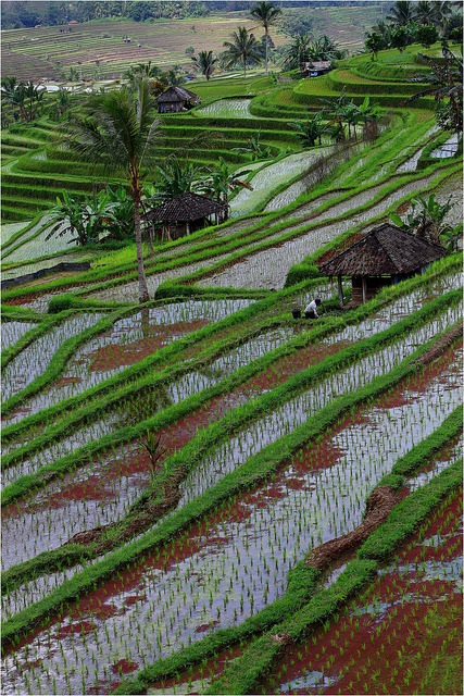 Jatiluwih Rice Terraces in Bali, Indonesia