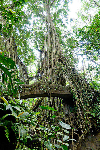 Bridge between banyan trees in Sacred Monkey Forest, Indonesia