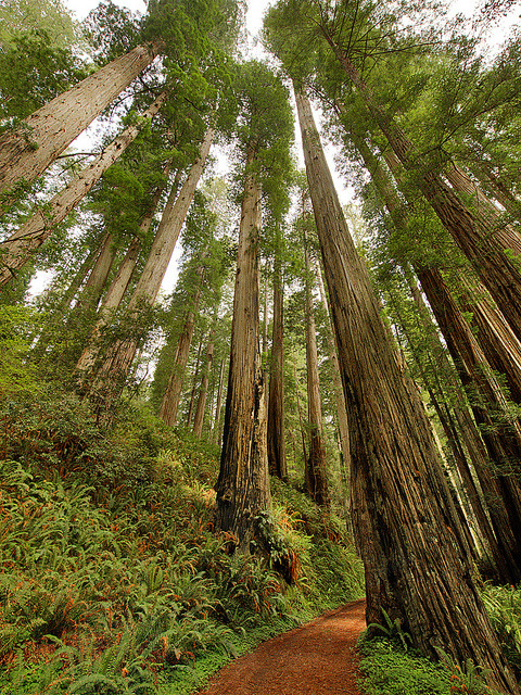 Among the giants, Prairie Creek Redwoods State Park in California, USA