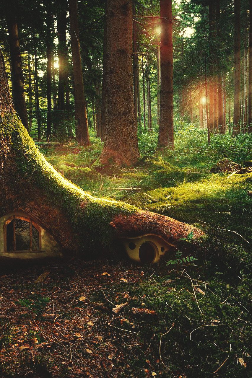 Fairytale Forest  Andrew Lovga
