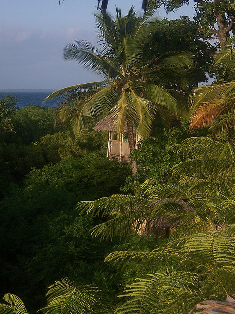 Tree house peeps out among the trees, Chole Island / Tanzania